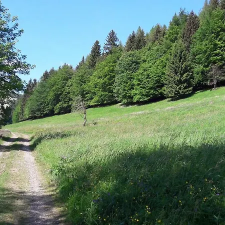 Moosbachtal Thüringer Wald Bei Oberhof *